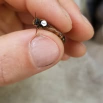 Reine abeille marquée en blanc