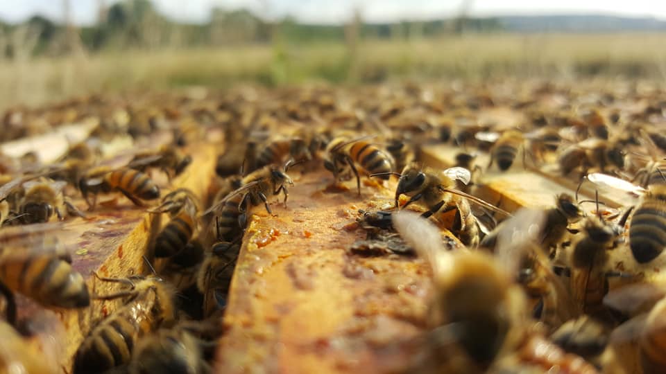 Cadres de ruches avec abeilles