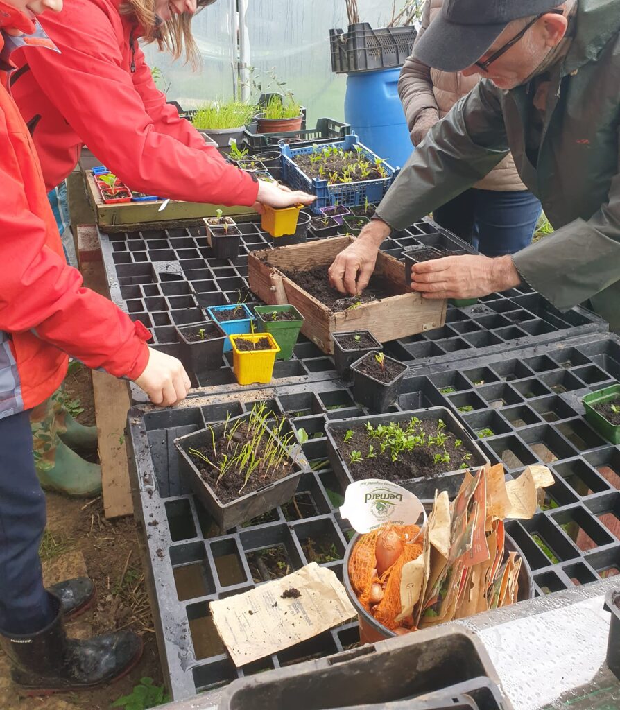 Repiquage de jeunes plants de légumes