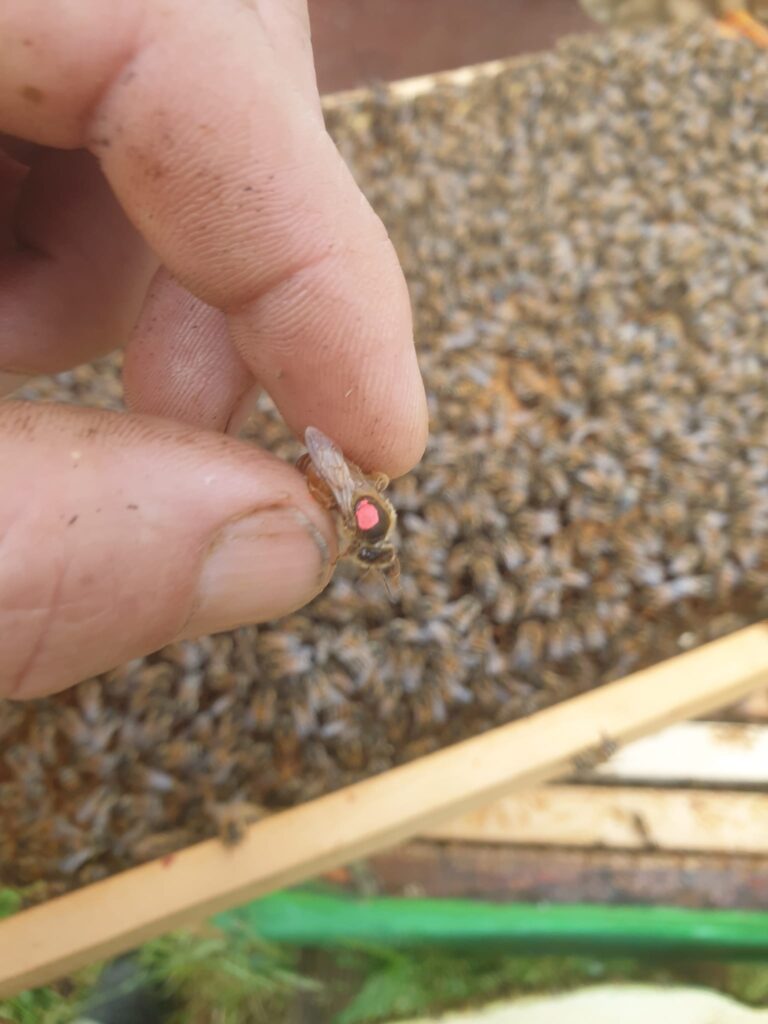 Reine abeille marquée en rouge