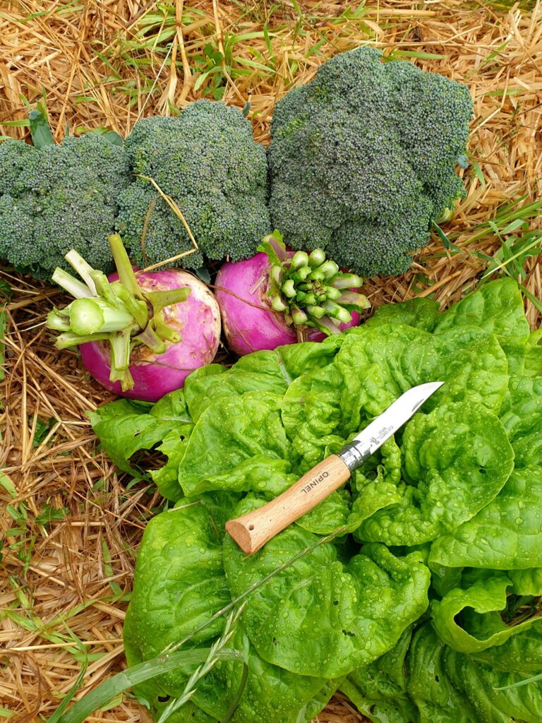 photo de navets, brocolis et salade