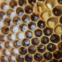 Larves d'abeilles