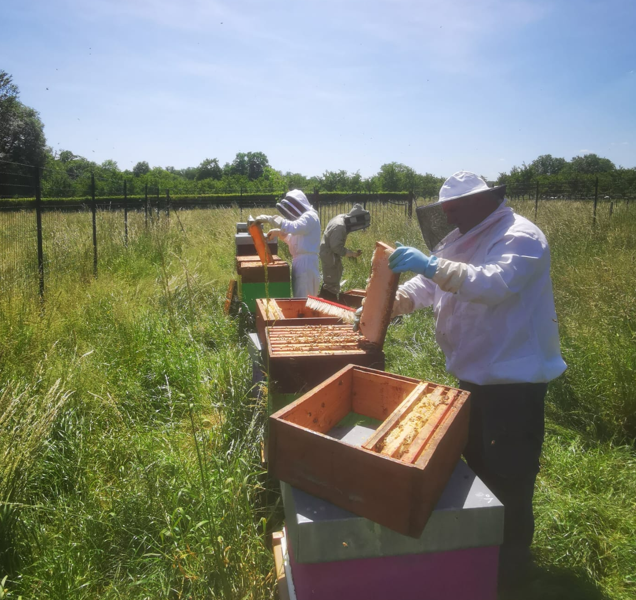 extraction des cadres de miel des ruches