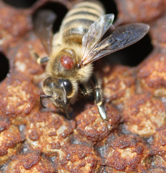 Abeille avec un varroa