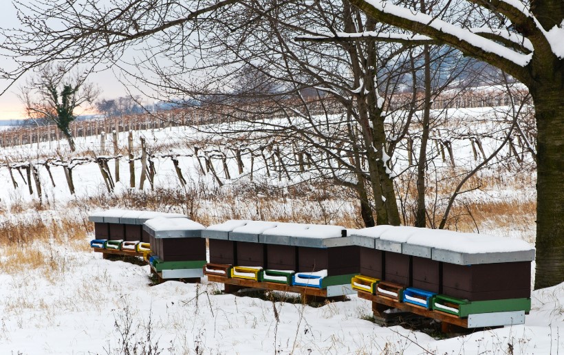 Ruches sous la neige