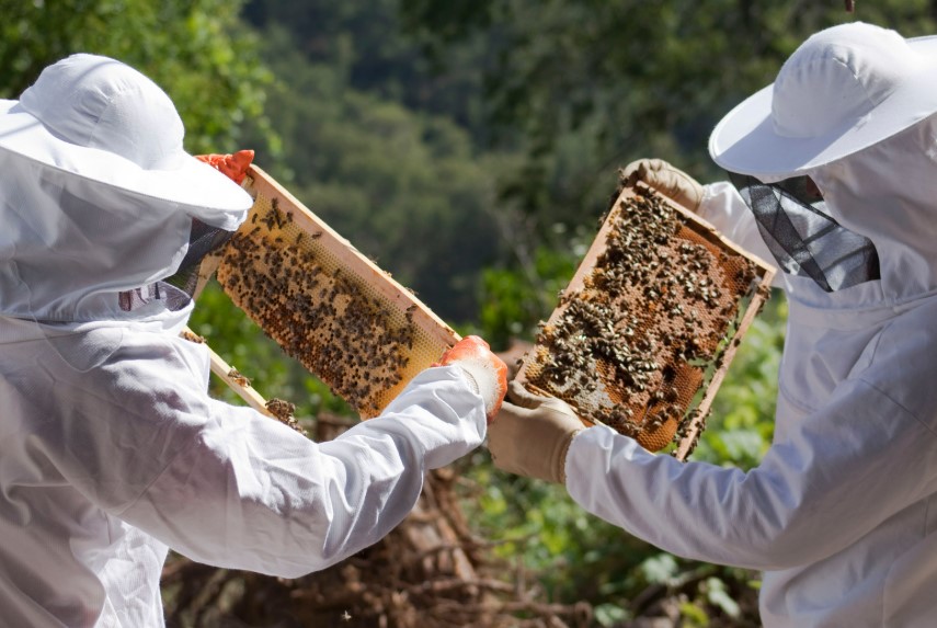 Observation de cadres de couvain