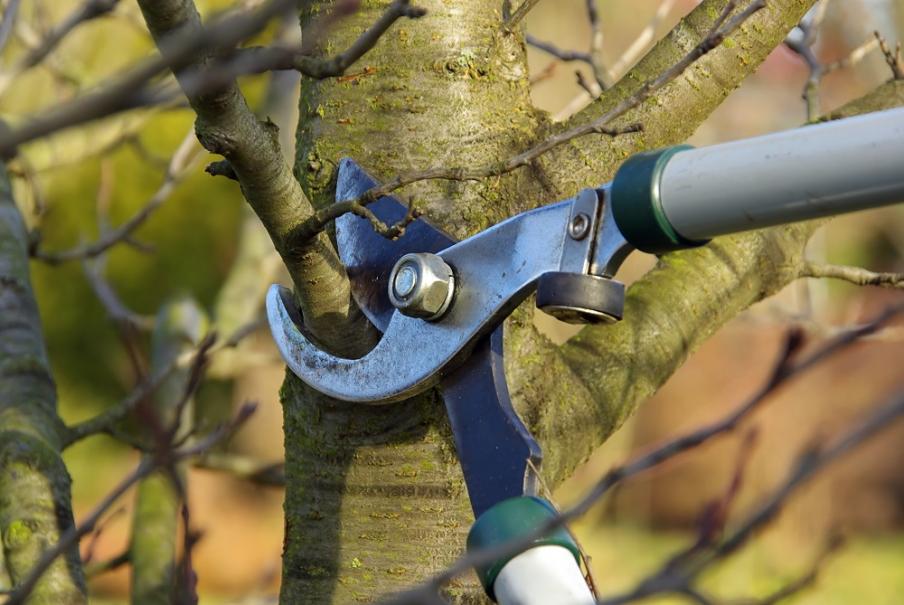 Taille de branche au sécateur