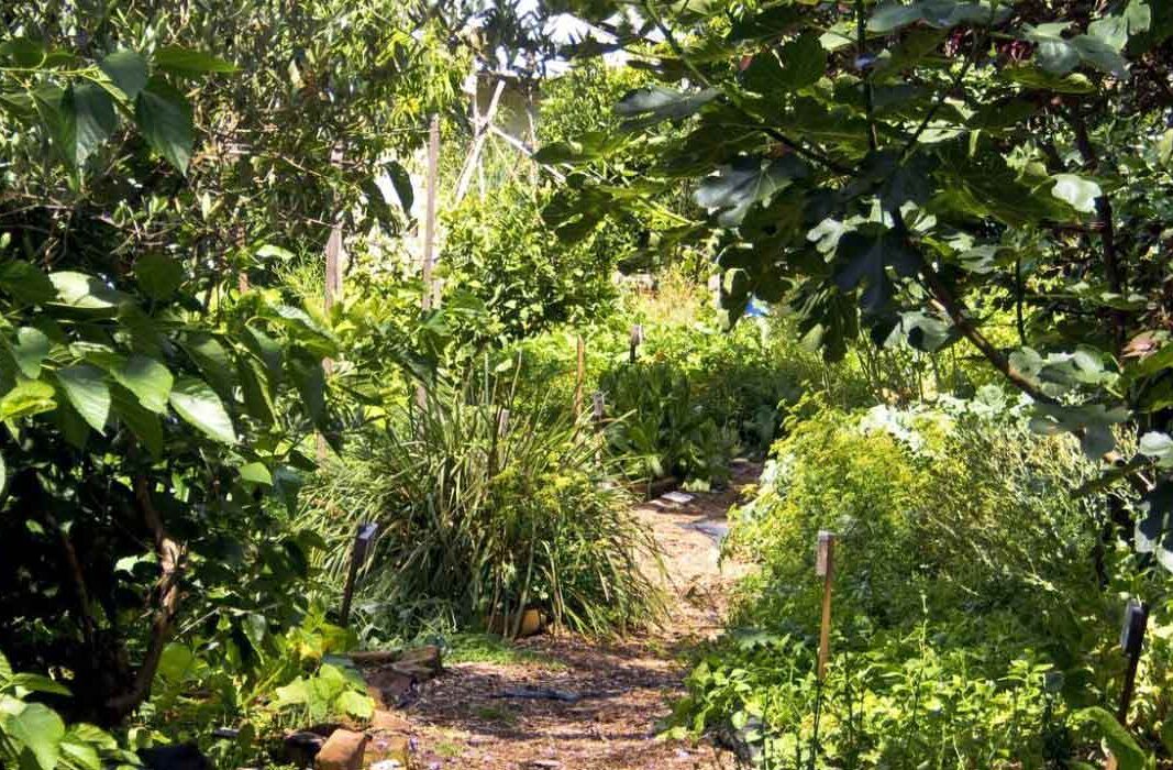 Jardin foret