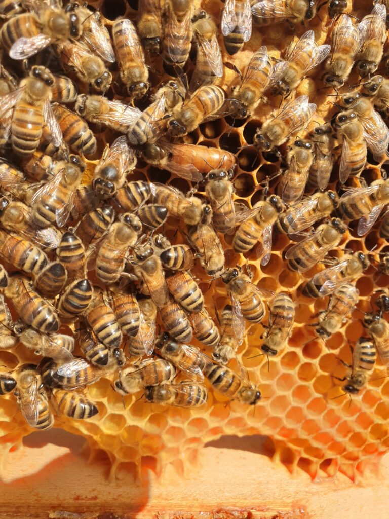 reine avec abeilles autour